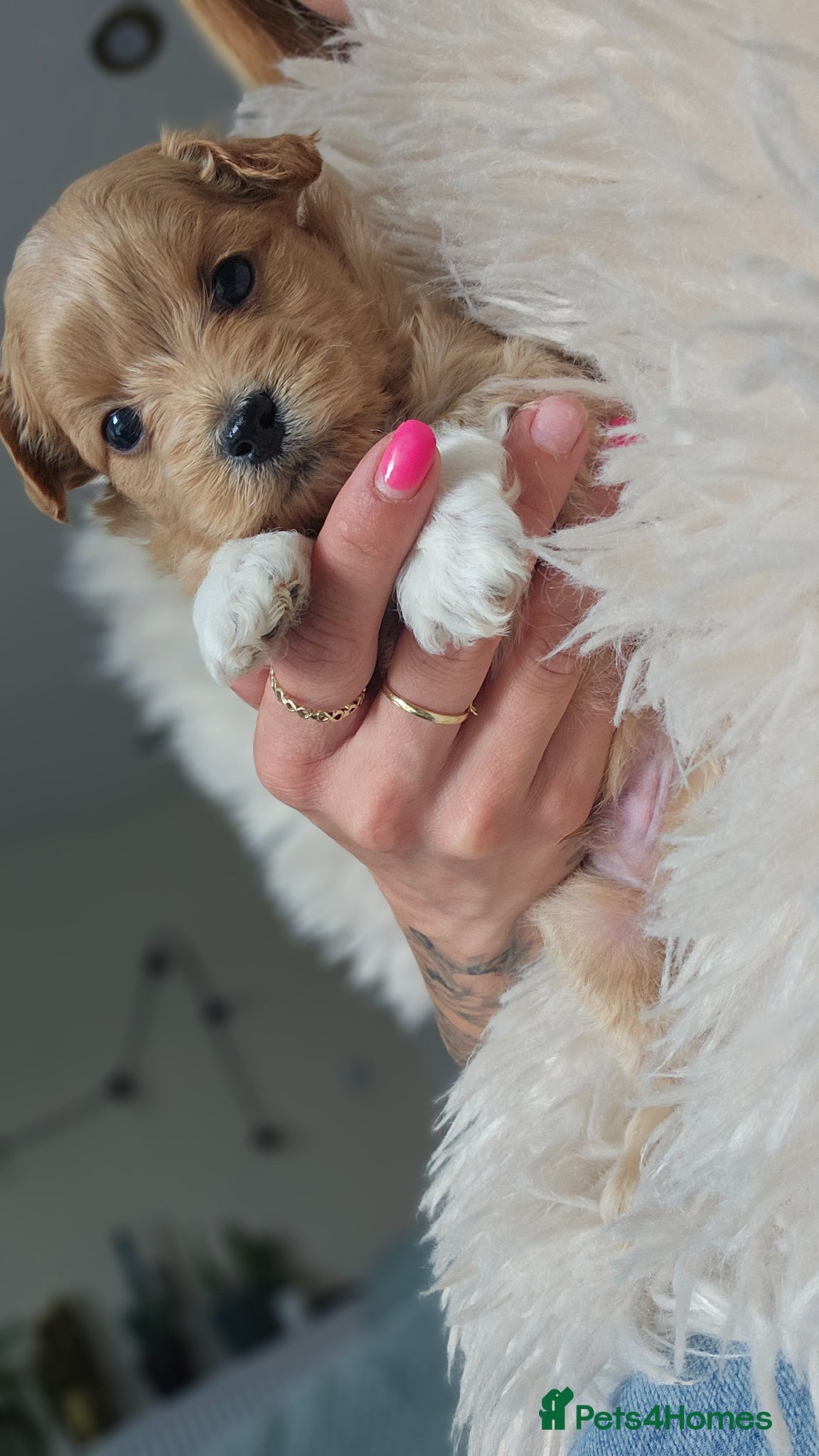 Maltipoo dogs Cute Small Maltipoos F1  - Advert 1