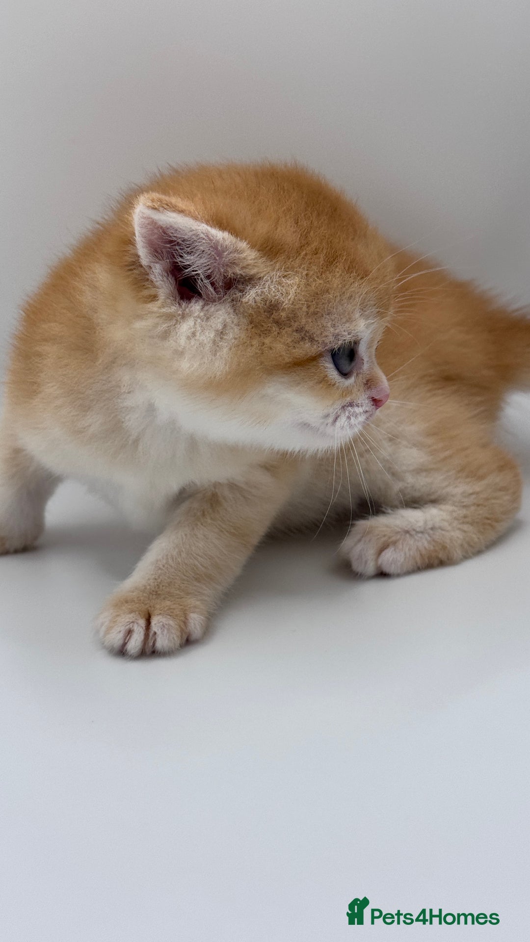 British Shorthair cats for sale: GCCF BSH BY12 GOLDEN CHOCOLATE KITTENS  - Image 15