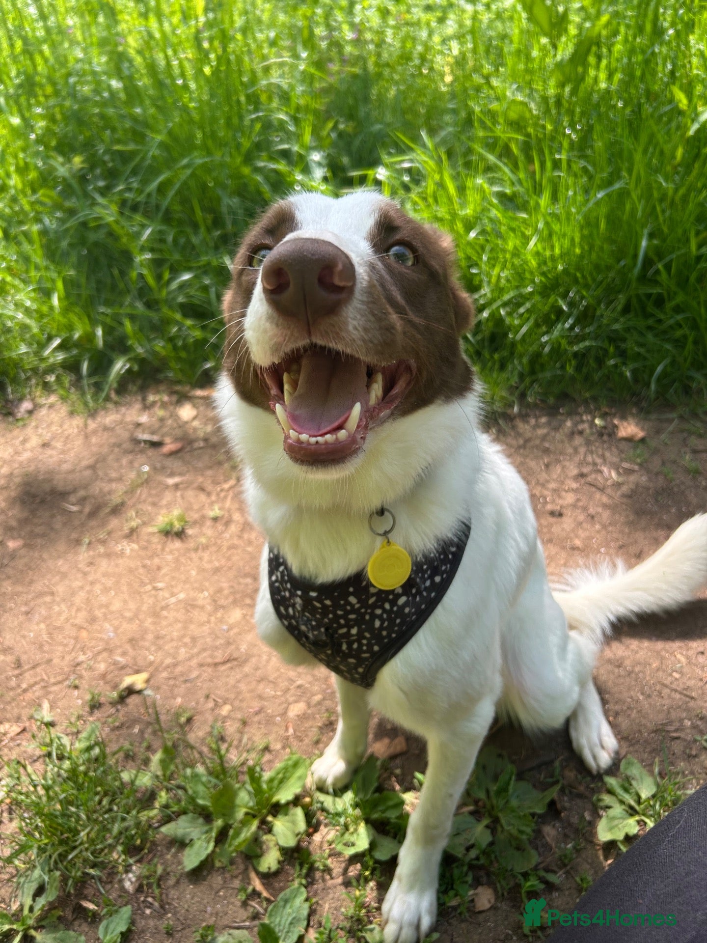 Mixed Breed dogs Beautiful Family Friendly Mixed Border Collie - Advert 8