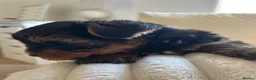 Yorkshire Terrier dogs for sale: Stunning Yorkshire pupp for sale. in Dumfries - Advert 9