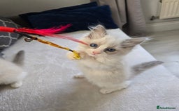 Ragdoll cats for sale: Ragdoll Kittens  - Advert 15