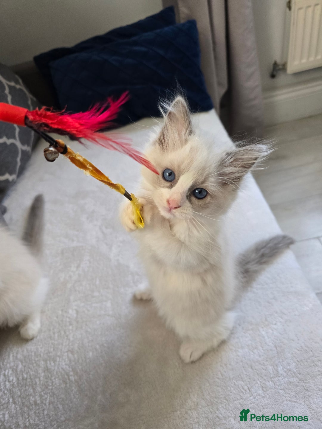 Ragdoll cats for sale: Ragdoll Kittens  - Advert 15