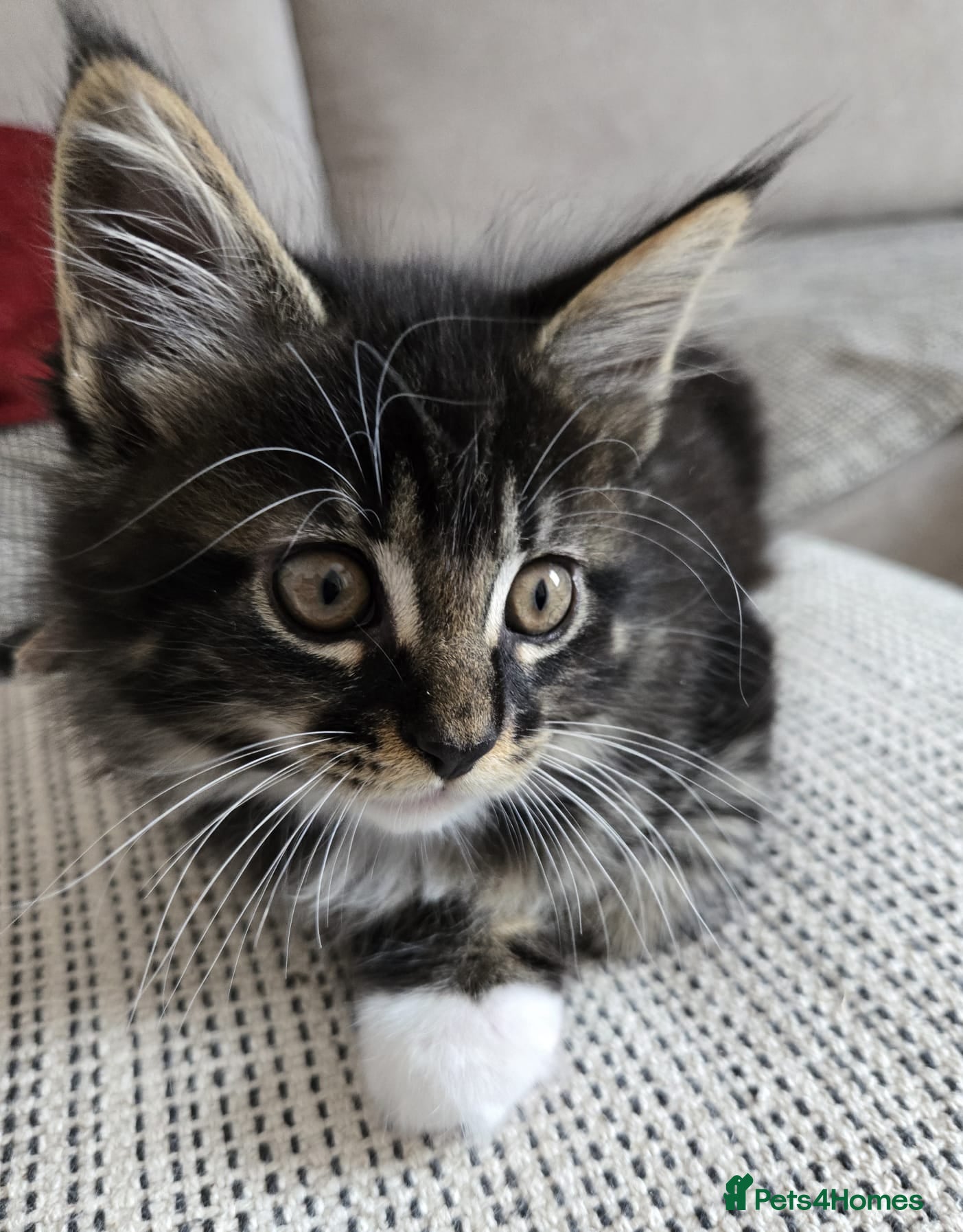 Maine Coon cats 3 Maine Coon kittens. - Advert 5