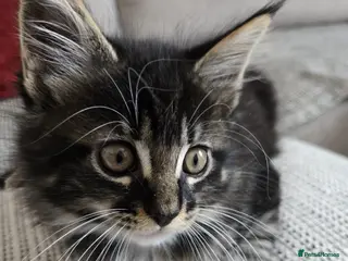 Maine Coon cats 3 Maine Coon kittens. - Advert 3