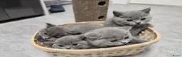 British Shorthair cats for sale: British shorthair kittens are ready for 5* homes  - Advert 2