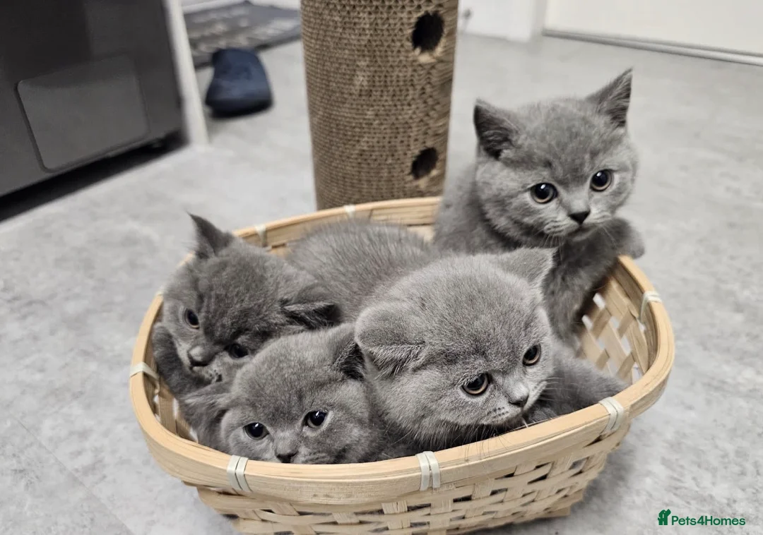 British Shorthair cats for sale: British shorthair kittens are ready for 5* homes  - Advert 2
