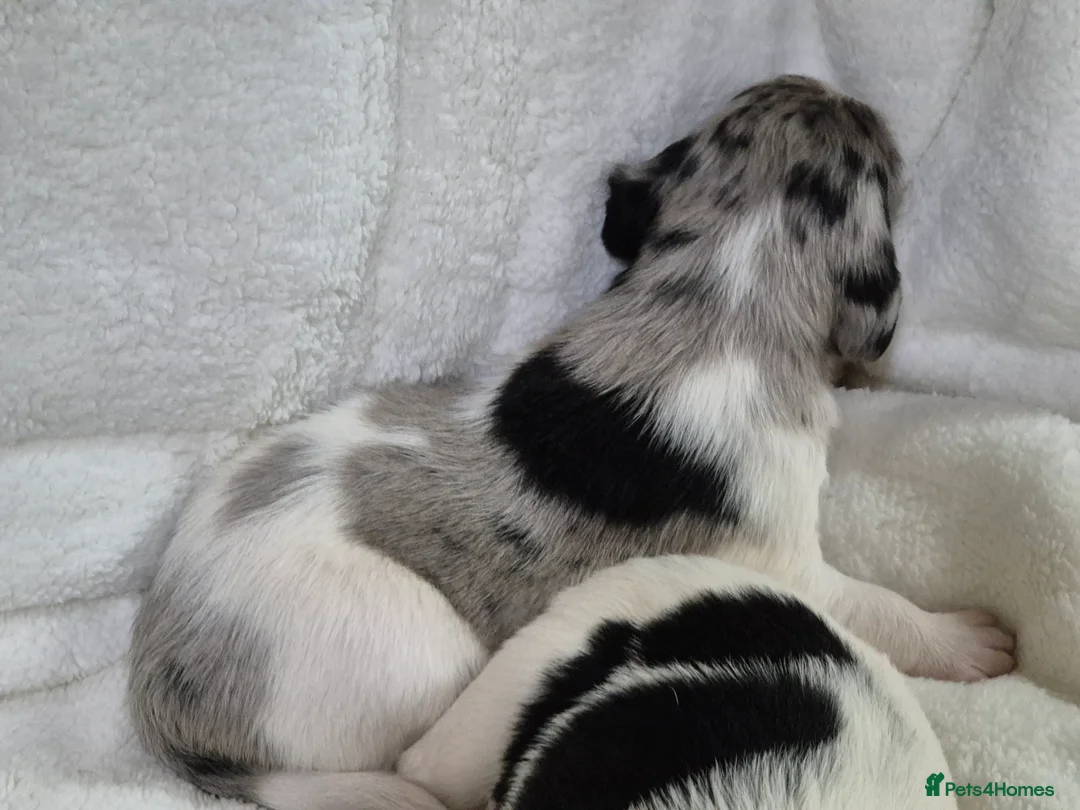 Sprollie dogs for sale: 3/4 Springer Spaniel Puppies - Sprollies - Advert 2