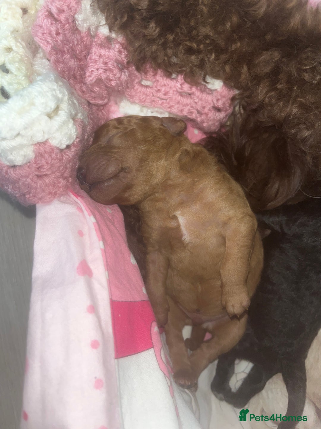 Cockapoo dogs for sale: Toy cockapoo - Advert 9