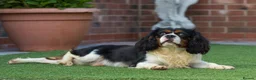 Cavalier King Charles Spaniel dogs for stud: Donnajays 5⭐️health tested proven  - Advert 6