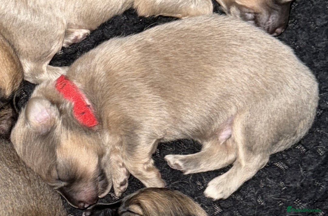 Mixed Breed dogs for sale: Pomeranian x Dachshund puppies available! - Image 10