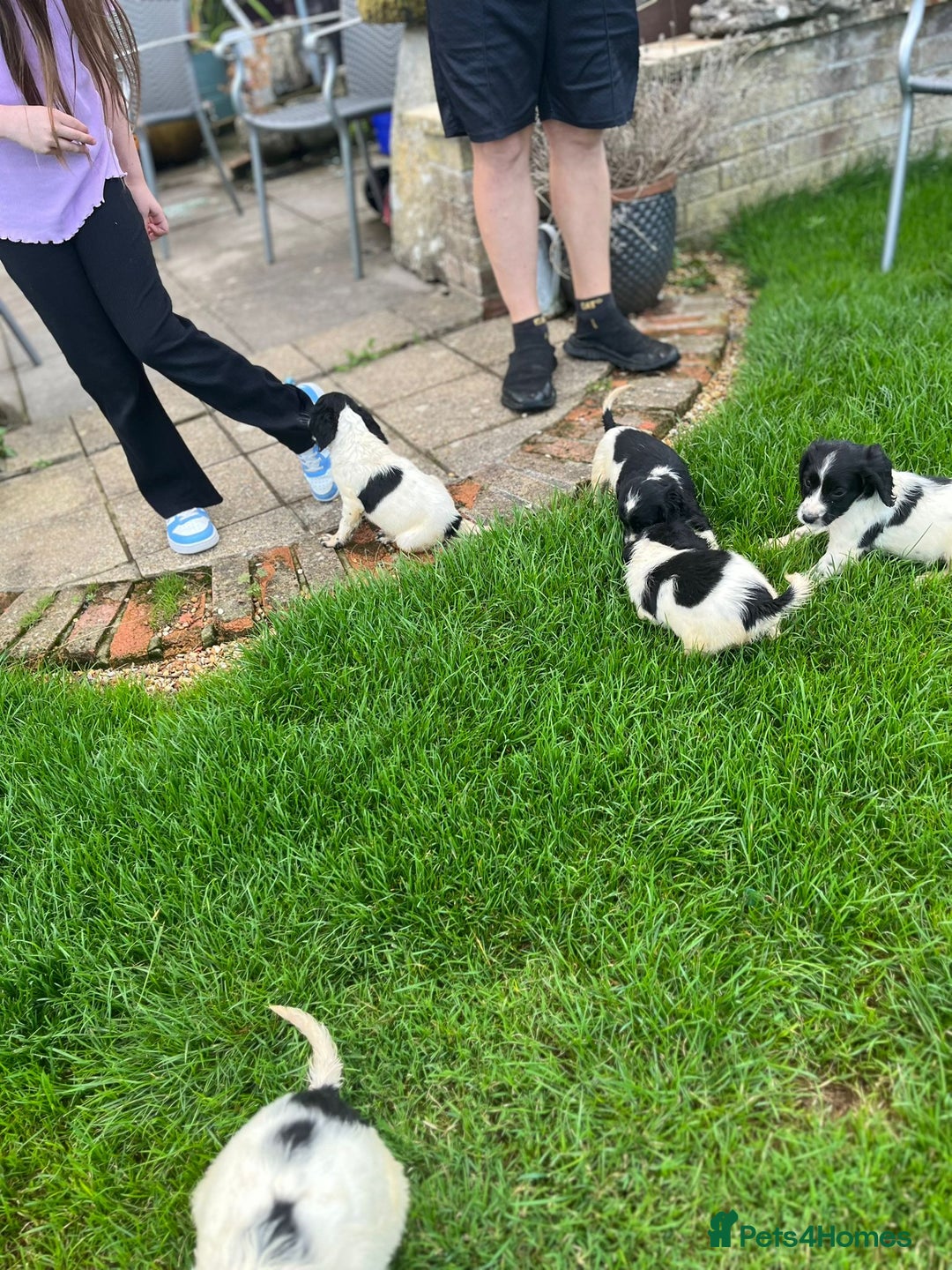 Cocker Spaniel dogs for sale: Cocker Spaniels - Image 13