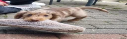 Dachshund dogs for stud: Long haired chocolate dapple dachshund for stud  in Gosport - Advert 4