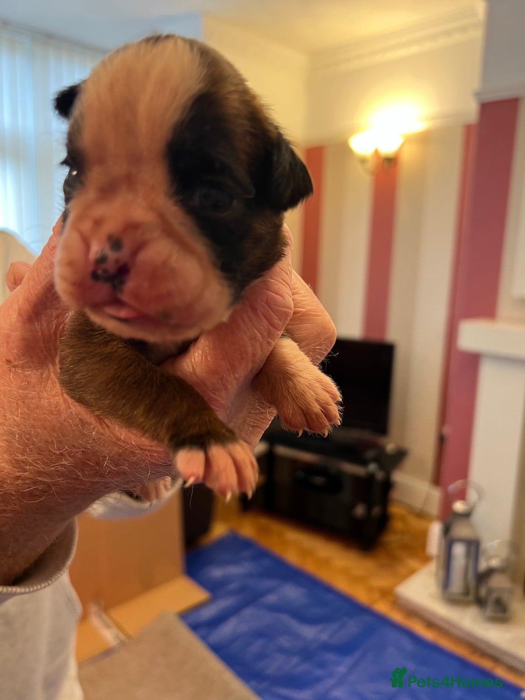 Boxer dogs for sale: Boxer Puppies from Health Testd Parents  - Image 4
