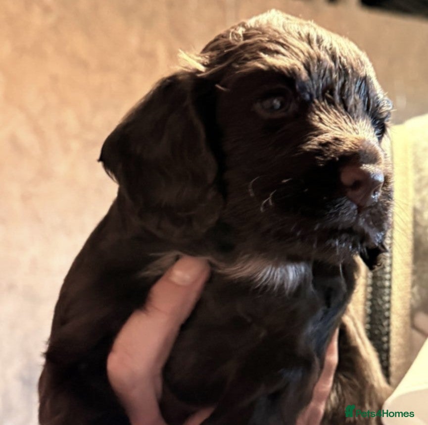 Cocker Spaniel dogs 2 Working Cocker spaniel boys for sale - Advert 8