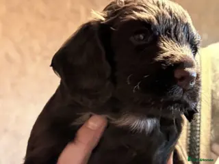 Cocker Spaniel dogs 2 Working Cocker spaniel boys for sale - Advert 4