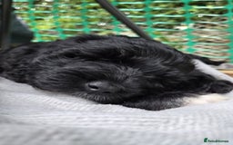 Portuguese Water Dog dogs for sale: Portuguese Water Dog Puppies available now - Image 6