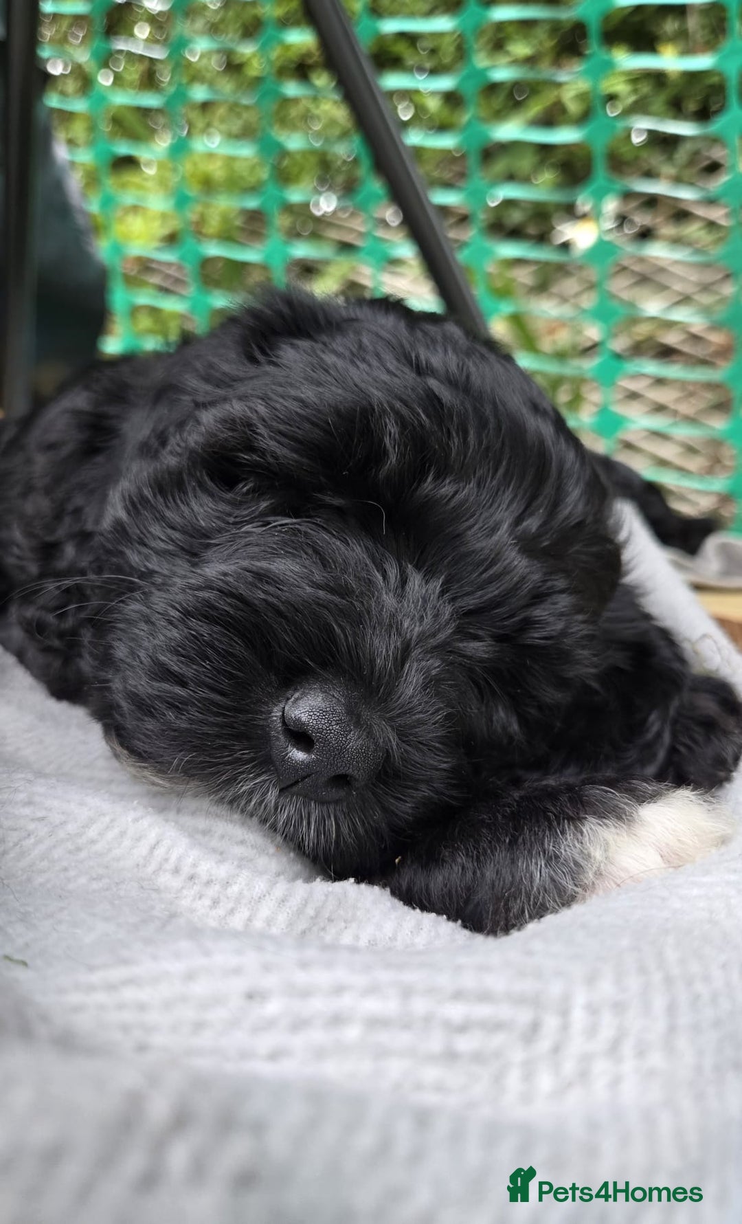 Portuguese Water Dog dogs for sale: Portuguese Water Dog Puppies available now - Image 6
