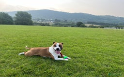 Staffordshire Bull Terrier dogs for stud: For stud FREE - Image 9