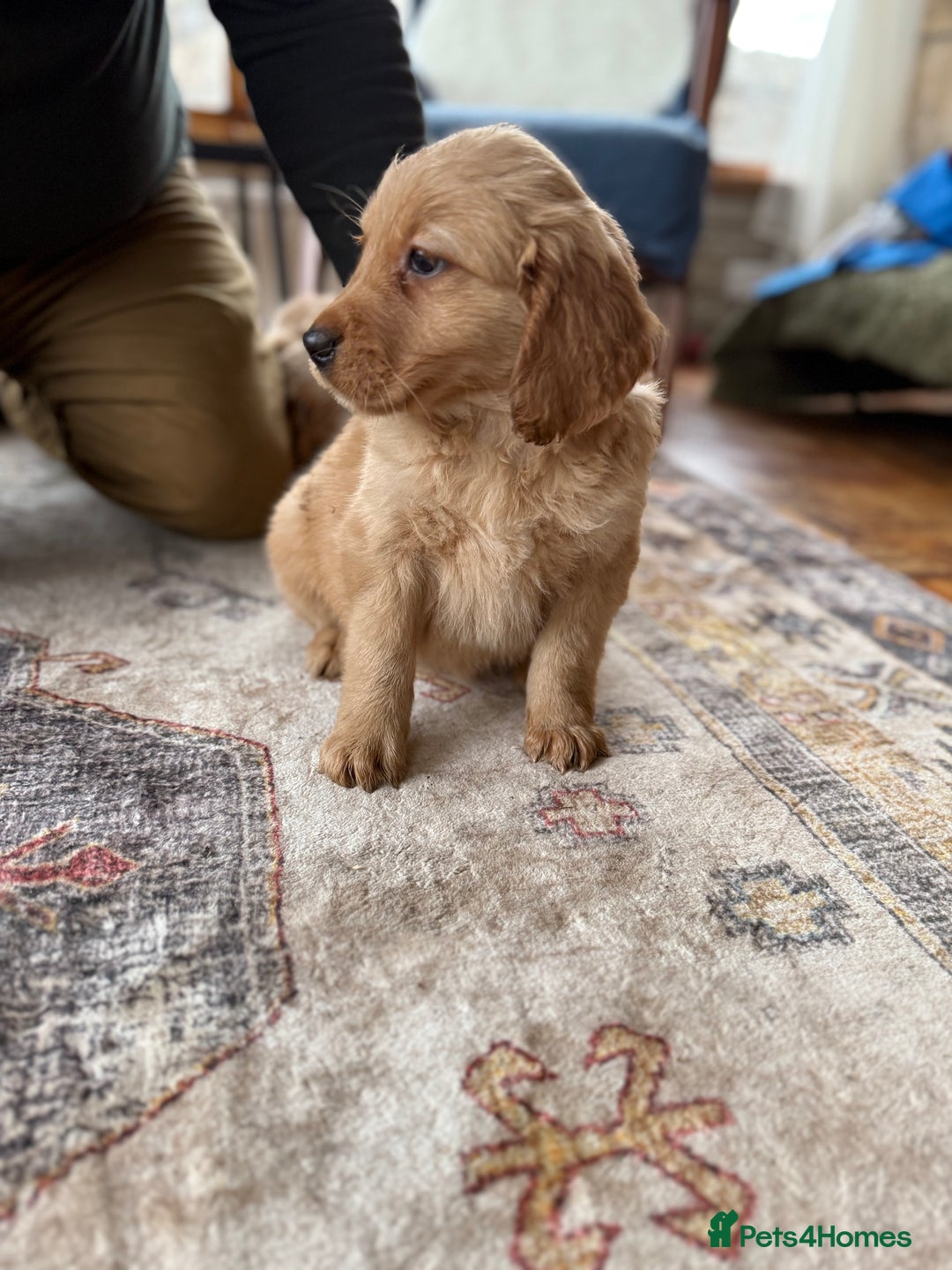 Golden Retriever dogs for sale: Golden retriever puppies - Image 5
