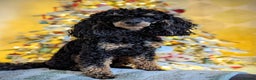 Toy Poodle dogs for stud: *Proven* KC registered Toy Poodle - petite boy in Bolton - Advert 2