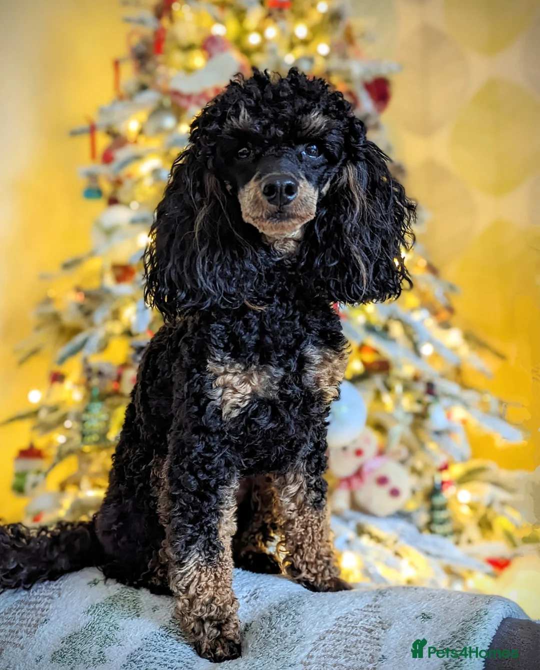 Toy Poodle dogs for stud: *Proven* KC registered Toy Poodle - petite boy in Bolton - Advert 2