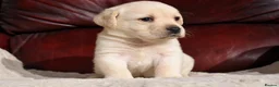 Labrador Retriever dogs for sale: KC REG HEALTH TESTED LABRADOR PUPPYS QUALITY LINES - Advert 19