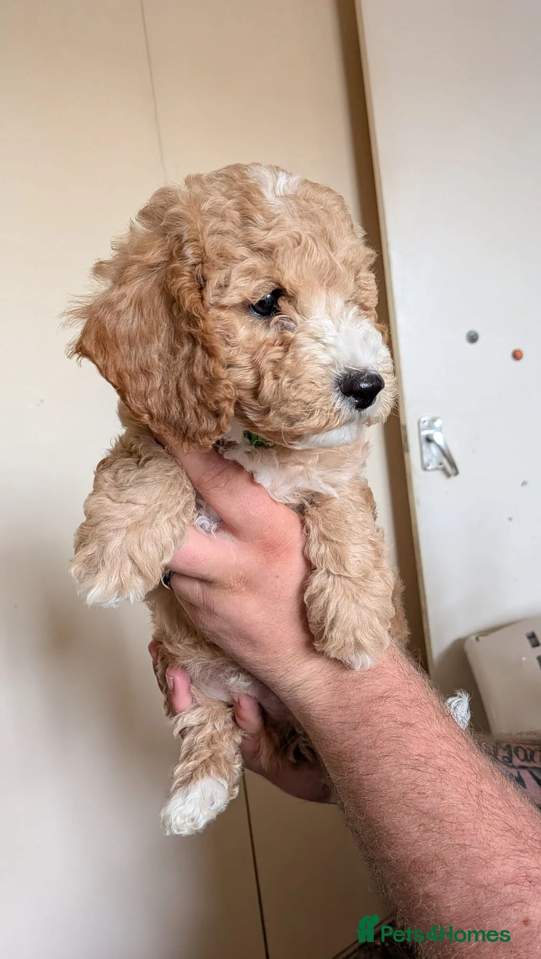 Poochon dogs for sale: F1 Poochon Puppies READY TO LEAVE *reduced* - Advert 2