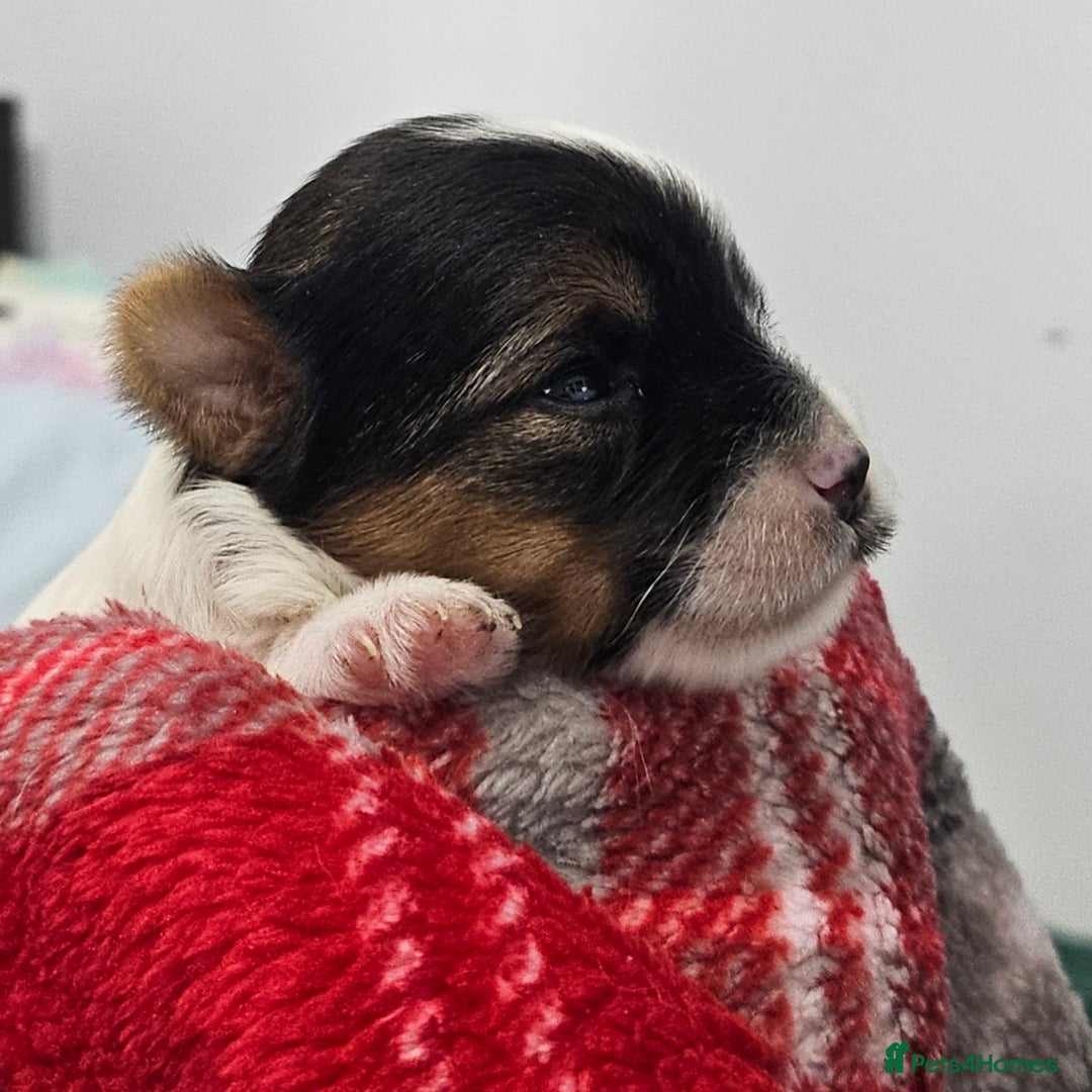 Yorkshire Terrier dogs for sale: Two beautiful Yorkshire Terrier (Biewer) puppies - Advert 5