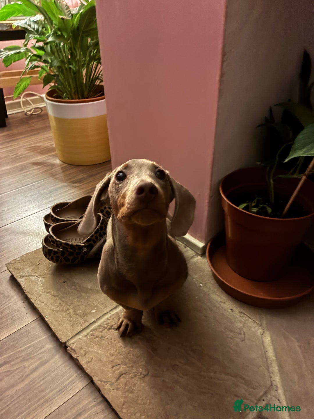 Dachshund dogs for sale: Isabella and tan dachshund  - Advert 2