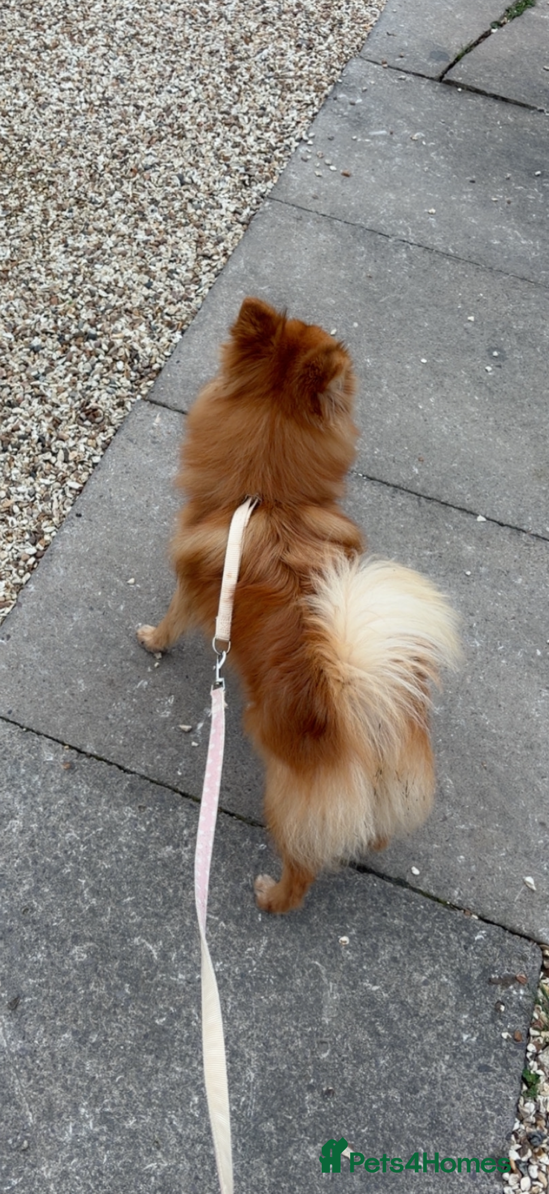 Pomeranian dogs for sale: Female Pomeranian  - Advert 3