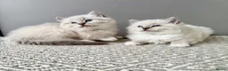 Ragdoll cats for sale: TICA registered ragdoll kittens - Advert 20