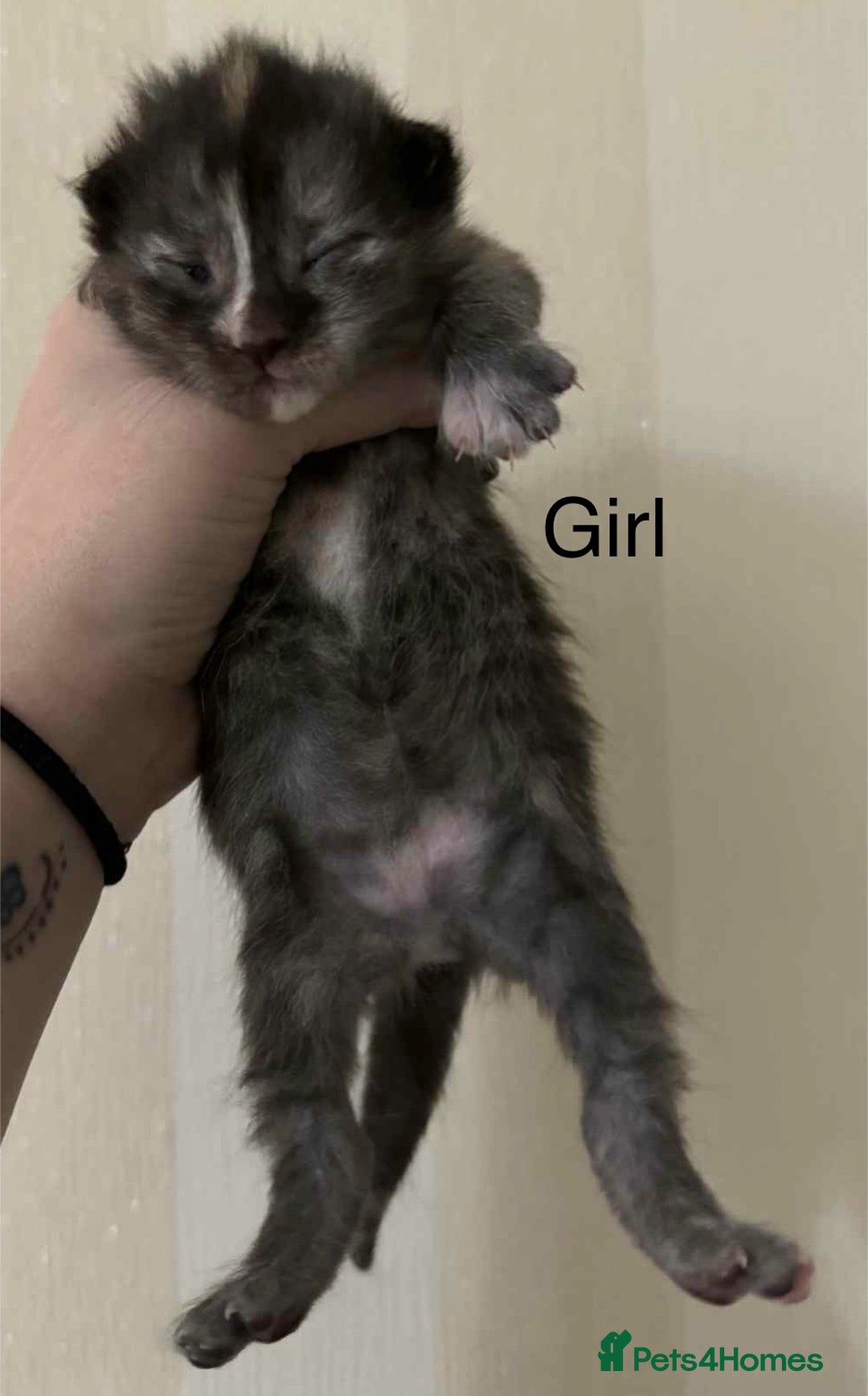 Maine Coon cats for sale: Maine coon x kittens  - Advert 10