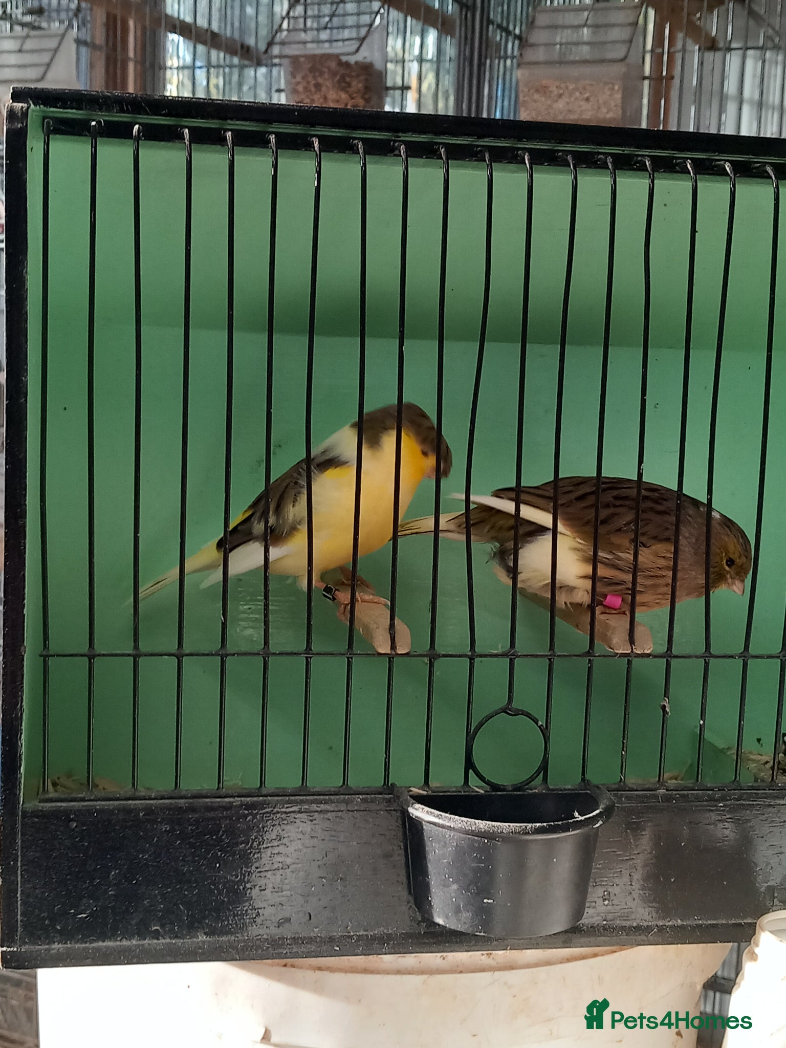 Canaries birds Gloster canary - Advert 2