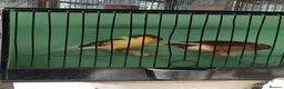 Canaries birds for sale: Gloster canary - Advert 1