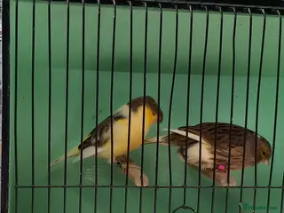 Canaries birds Gloster canary - Advert 2