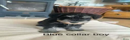 Miniature Schnauzer dogs for sale: Pedigree miniature schnauzers  in Warwick - Advert 5