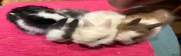 Lionhead rabbits for sale: 4 Lionhead bunnies for sale- mixed  - Advert 1