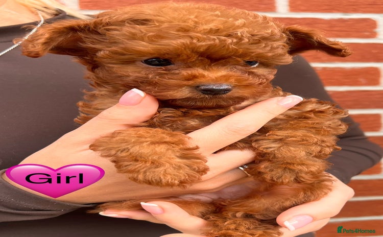 Toy Poodle dogs - Advert 5