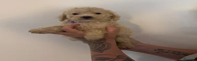 Cockapoo 1