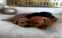 Miniature Dachshund dogs for sale: Miniature Longhair Dachshund Puppies  - Image 9