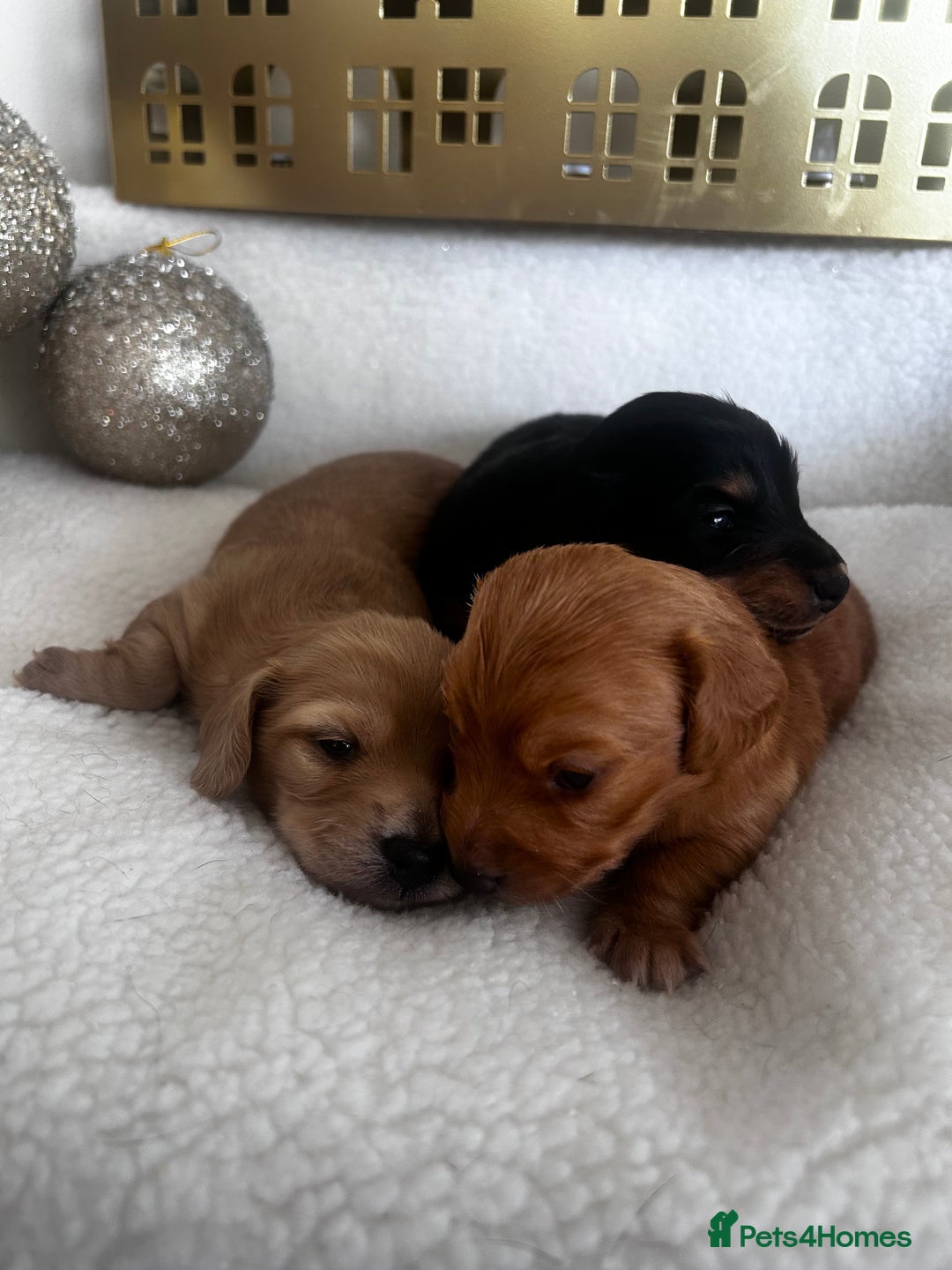 Miniature Dachshund dogs for sale: Miniature Longhair Dachshund Puppies  - Image 9