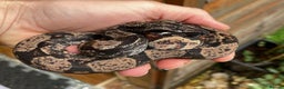 Snake reptiles for sale: Male Hypo IMG boa constrictor - Advert 1