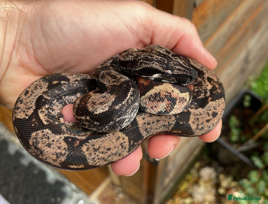 Snake reptiles for sale: Male Hypo IMG boa constrictor - Advert 1