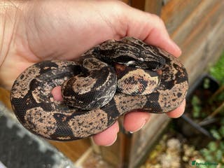 Snake reptiles Male Hypo IMG boa constrictor - Advert 5