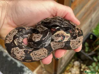 Snake reptiles Male Hypo IMG boa constrictor - Advert 17