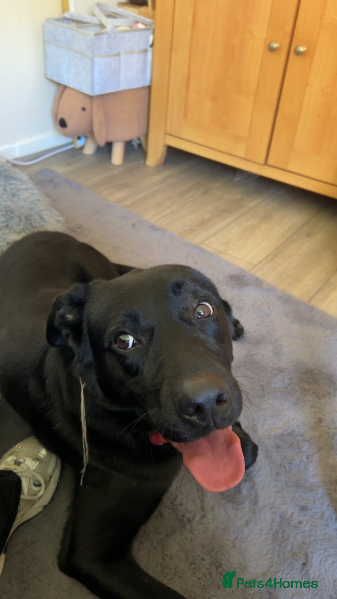 Labrador Retriever dogs Dobby - Advert 2