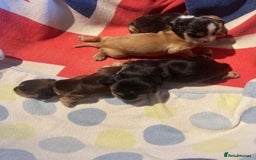 Cocker Spaniel dogs for sale: lyncham cocker spaniels - Image 5