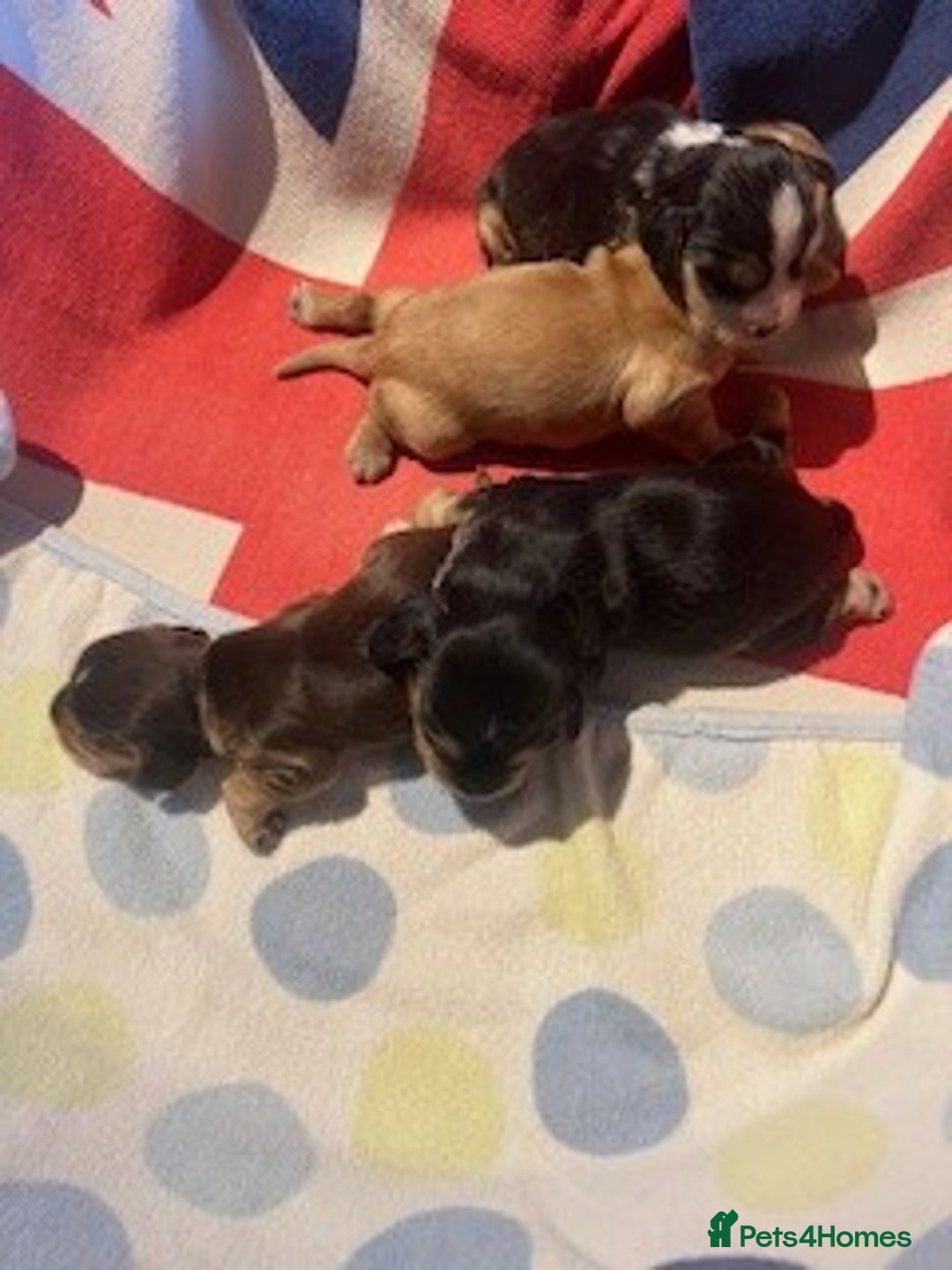 Cocker Spaniel dogs for sale: lyncham cocker spaniels - Image 5