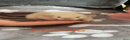 Rat rodents for sale: Adorable Dumbo Baby Rats, Looking For Loving Homes - Advert 24