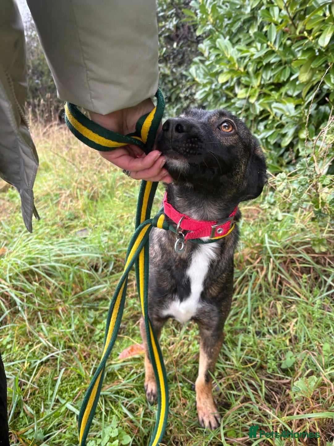Mixed Breed dogs for adoption: Bubbles - Norwich Norfolk  - Advert 4